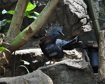 DSC_2030 Central Park Zoo, Manhattan, NYC -- 1 July 2012
